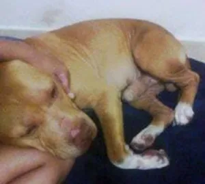 Cachorro raça Pit-Bull idade 3 anos nome Pit