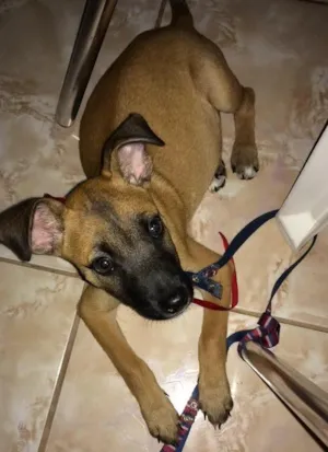Cachorro raça SRD idade 2 a 6 meses nome Chiquinho 