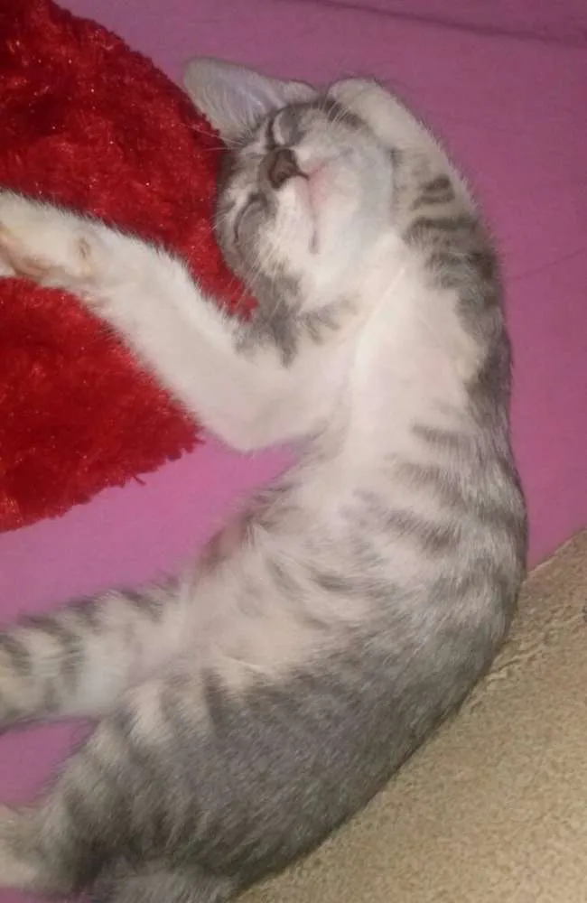 Gato ra a gato idade 2 a 6 meses nome Udy