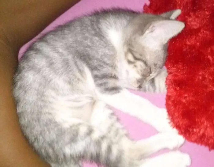 Gato ra a gato idade 2 a 6 meses nome Udy