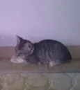 Udy