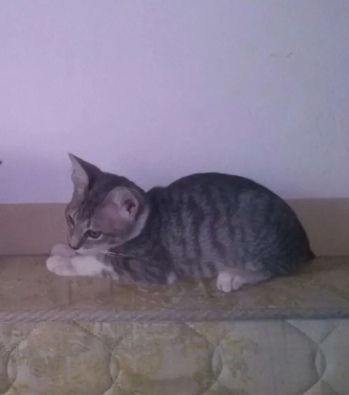 Gato ra a gato idade 2 a 6 meses nome Udy