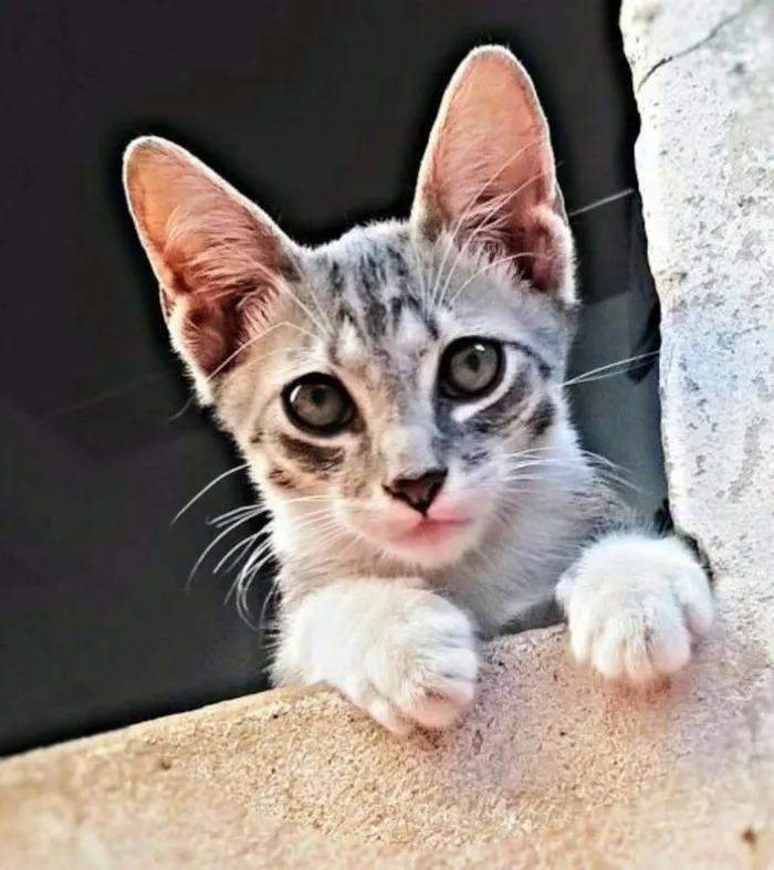 Gato ra a gato idade 2 a 6 meses nome Udy