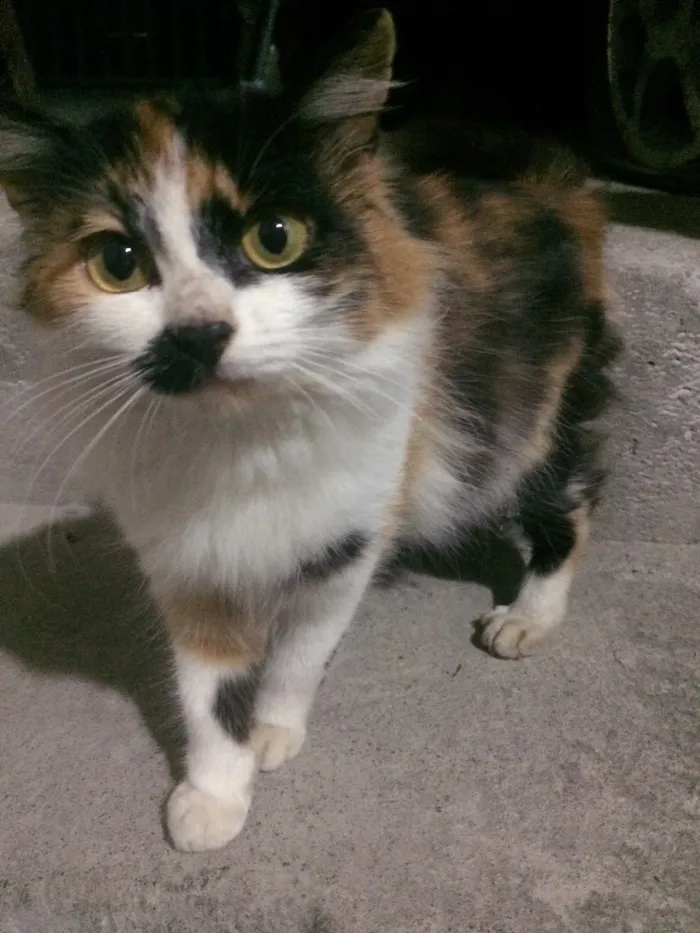 Gato ra a  idade 2 a 6 meses nome Dory 