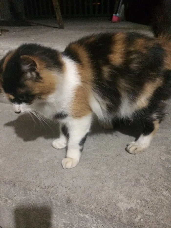 Gato ra a  idade 2 a 6 meses nome Dory 