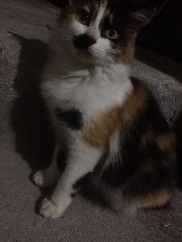 Gato ra a  idade 2 a 6 meses nome Dory 