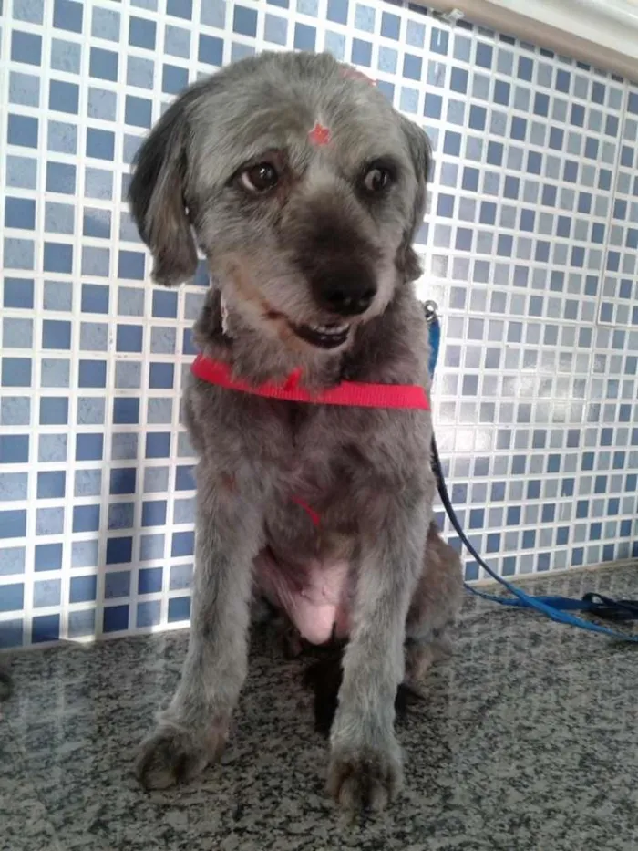 Cachorro ra a Mix de Poodle idade 3 anos nome Cherie
