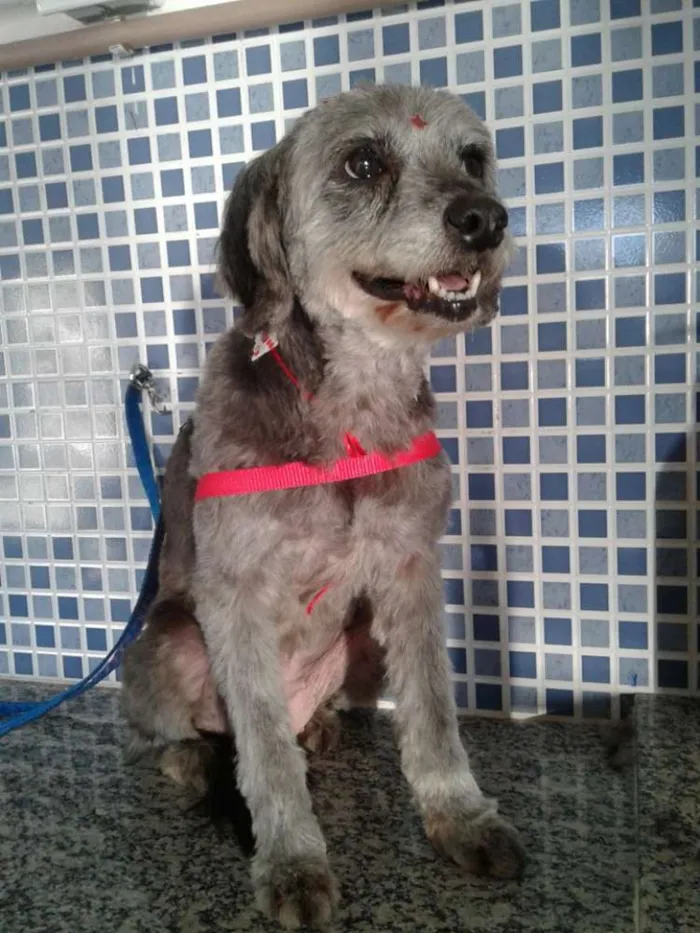 Cachorro ra a Mix de Poodle idade 3 anos nome Cherie
