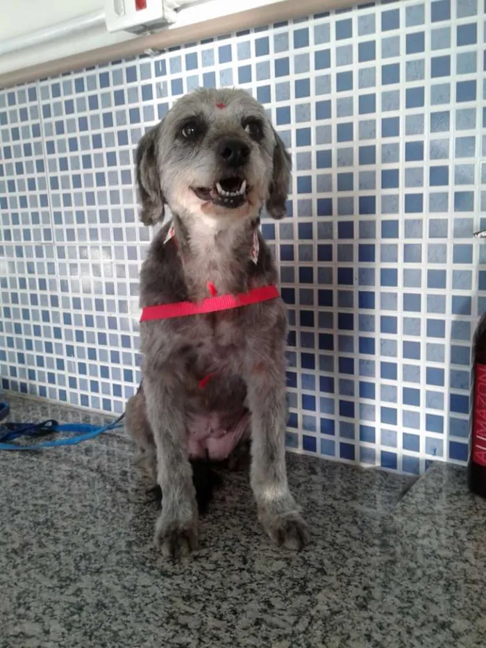 Cachorro ra a Mix de Poodle idade 3 anos nome Cherie