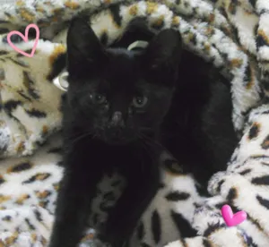 Gato raça SRD idade 2 a 6 meses nome Pretinha