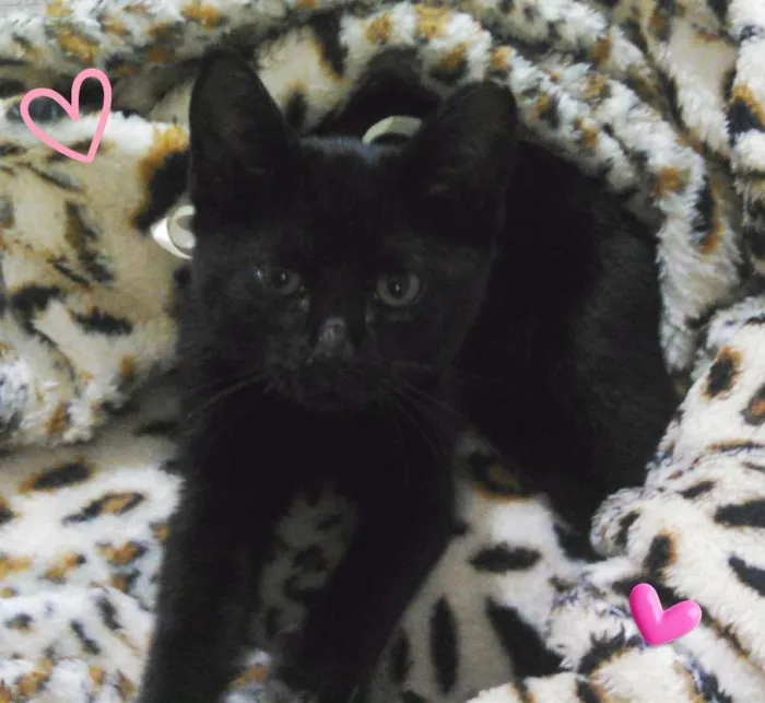 Gato ra a SRD idade 2 a 6 meses nome Pretinha