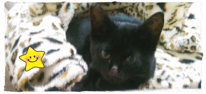 Gato ra a SRD idade 2 a 6 meses nome Pretinha