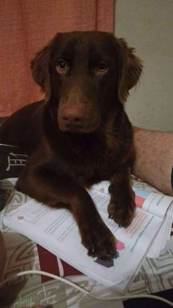 Cachorro ra a Labrador misturado com Golden  idade 7 a 11 meses nome Thor