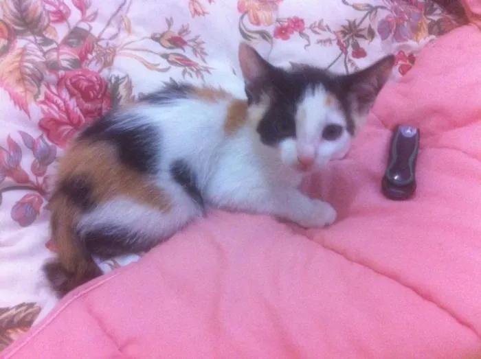Gato ra a não definida idade 2 a 6 meses nome Não tem 