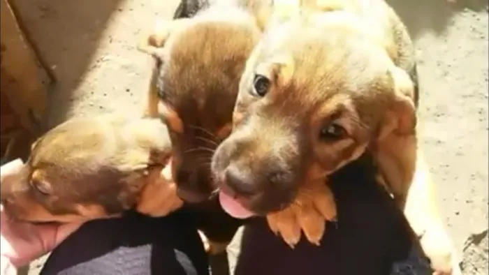 Cachorro ra a Vira lata idade Abaixo de 2 meses nome Sem nome