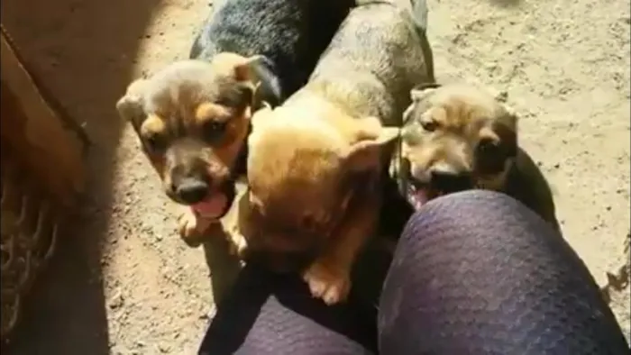 Cachorro ra a Vira lata idade Abaixo de 2 meses nome Sem nome