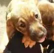 Cachorro raça Vira lata idade Abaixo de 2 meses nome Sem nome