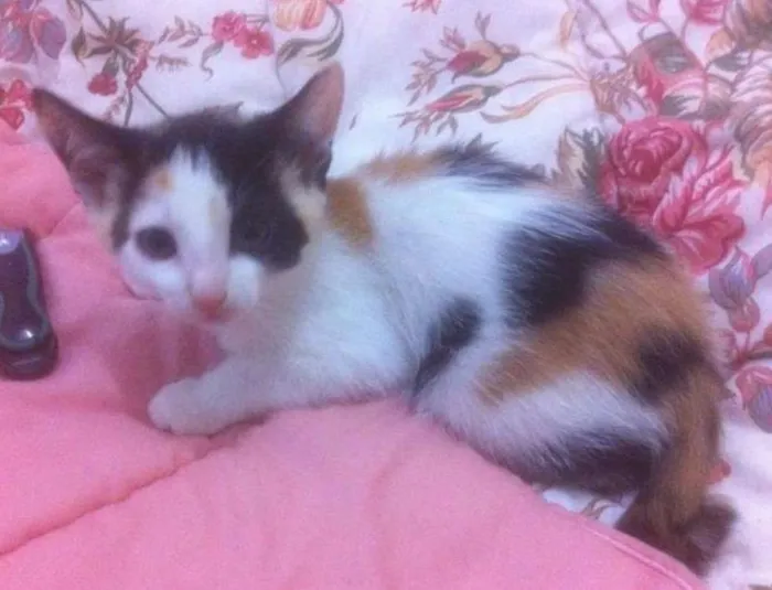 Gato ra a não definida idade 2 a 6 meses nome Não tem 
