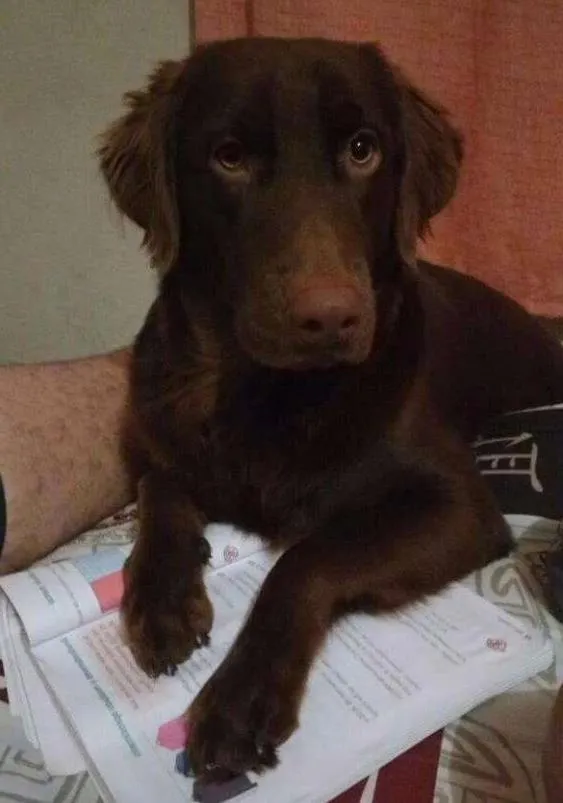 Cachorro ra a Labrador misturado com Golden  idade 7 a 11 meses nome Thor