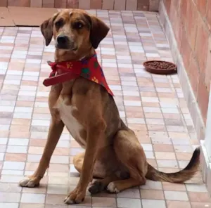 Cachorro raça SRD idade 1 ano nome Bidu