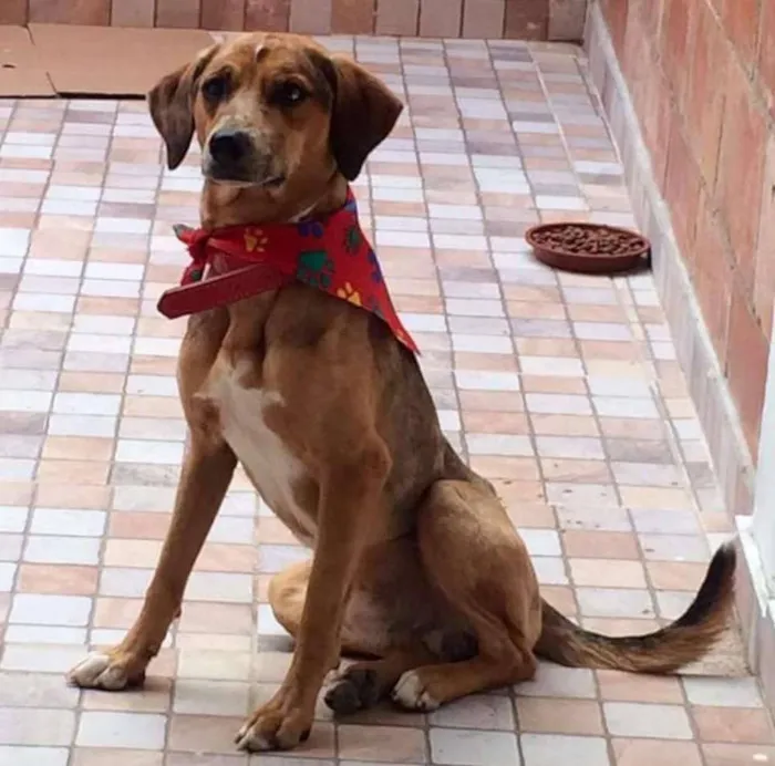 Cachorro ra a SRD idade 1 ano nome Bidu