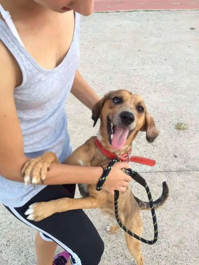 Cachorro ra a SRD idade 1 ano nome Bidu