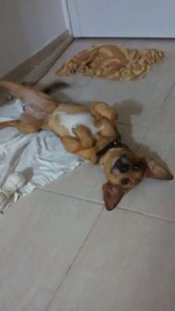 Cachorro ra a SRD idade 1 ano nome Bidu