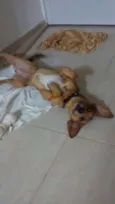 Bidu