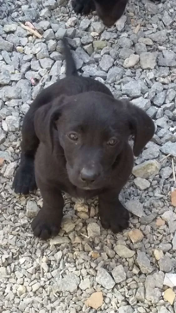 Cachorro ra a indefinida idade 2 a 6 meses nome femeas