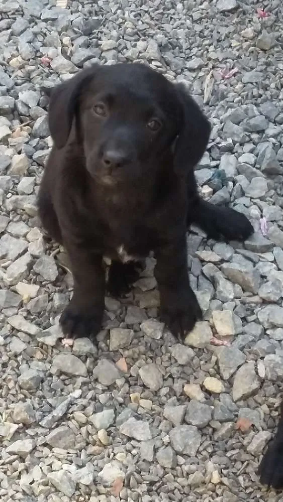 Cachorro ra a indefinida idade 2 a 6 meses nome femeas