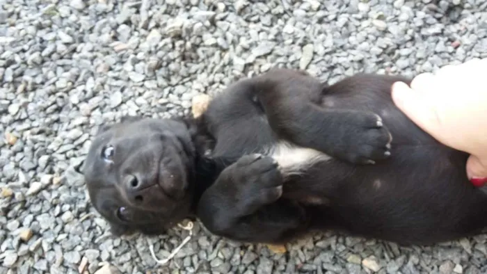 Cachorro ra a indefinida idade 2 a 6 meses nome femeas