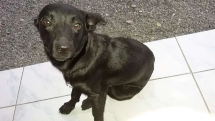 Cachorro ra a indefinida idade 2 a 6 meses nome femeas