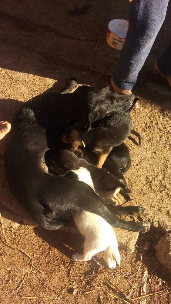 Cachorro ra a Viralata idade 2 a 6 meses nome Neguinha 