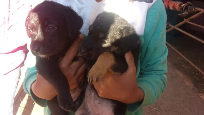 Cachorro ra a Viralata idade 2 a 6 meses nome Neguinha 
