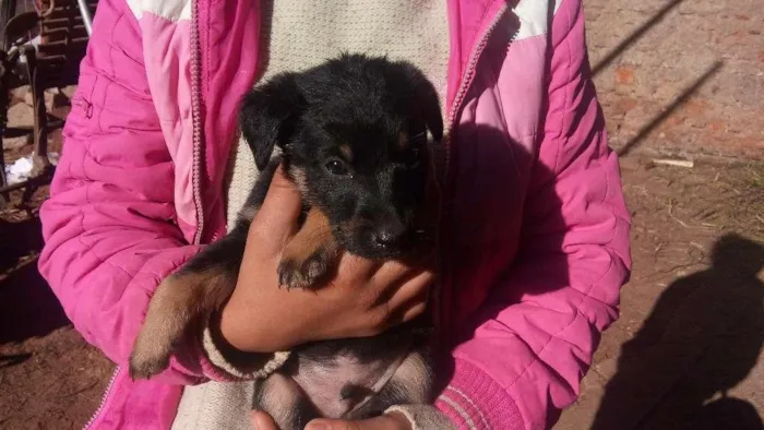 Cachorro ra a Viralata idade 2 a 6 meses nome Neguinha 