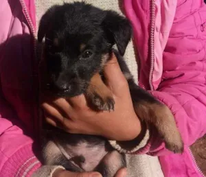 Cachorro raça Viralata idade 2 a 6 meses nome Neguinha 