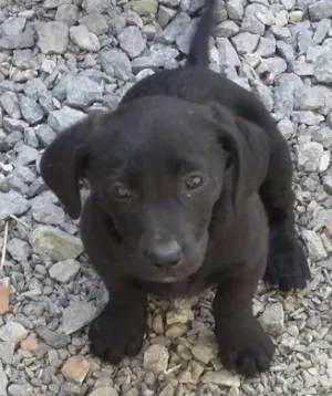 Cachorro raça indefinida idade 2 a 6 meses nome femeas