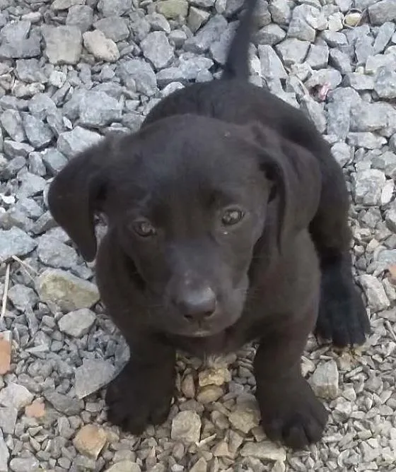 Cachorro ra a indefinida idade 2 a 6 meses nome femeas