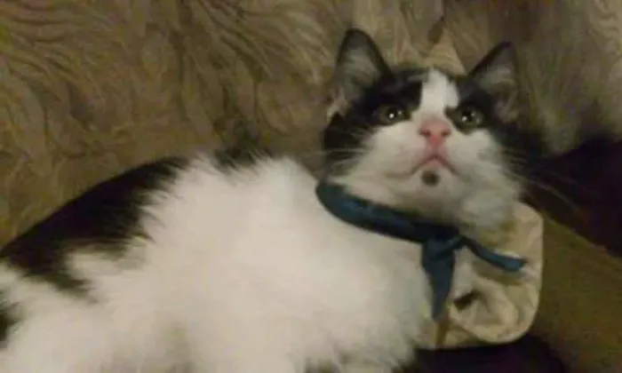 Gato ra a Sem raça definida idade 2 a 6 meses nome Aladim