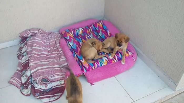 Cachorro ra a sem raça idade 2 a 6 meses nome sem nome ainda