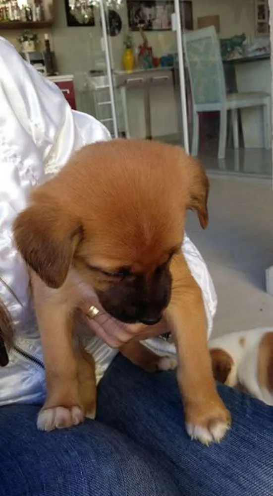 Cachorro ra a sem raça idade 2 a 6 meses nome sem nome ainda