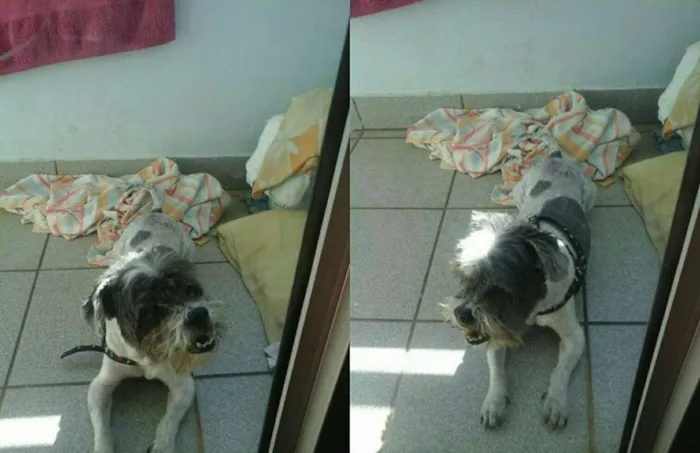 Cachorro ra a  idade 6 ou mais anos nome Bolinha