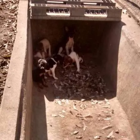 Cachorro raça Vira lata idade Abaixo de 2 meses nome Sem Nome