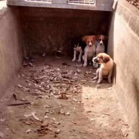 Cachorro raça Vira lata idade Abaixo de 2 meses nome Sem Nome