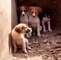Cachorro raça Vira lata idade Abaixo de 2 meses nome Sem Nome