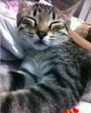 Gato raça savana idade 2 a 6 meses nome malu
