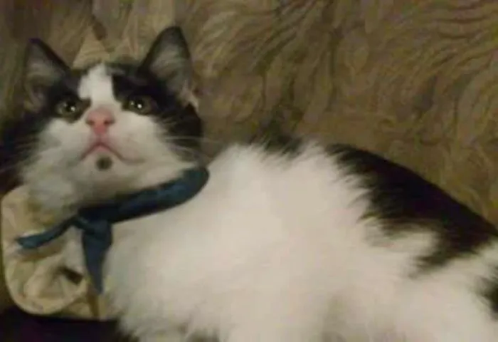 Gato ra a Sem raça definida idade 2 a 6 meses nome Aladim