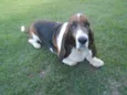 LEOPOLDO