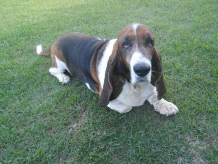 Cachorro ra a BASSET HOUND idade 6 ou mais anos nome LEOPOLDO