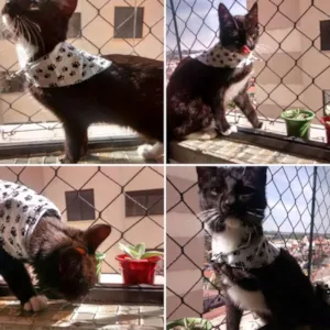 Gato raça Srd idade 2 a 6 meses nome Pantufa